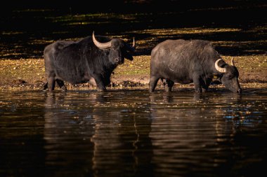 Bizon Macar sığır portresi 