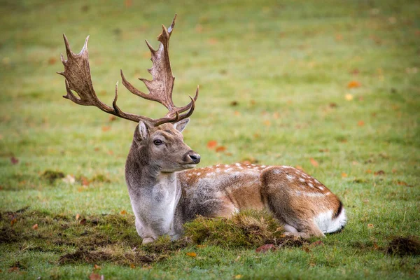 Fallow Deer Nature Park — Stock Photo, Image