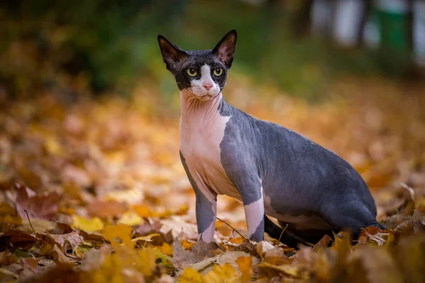 Sphynx Katze Herbst Blätter — Stockfoto