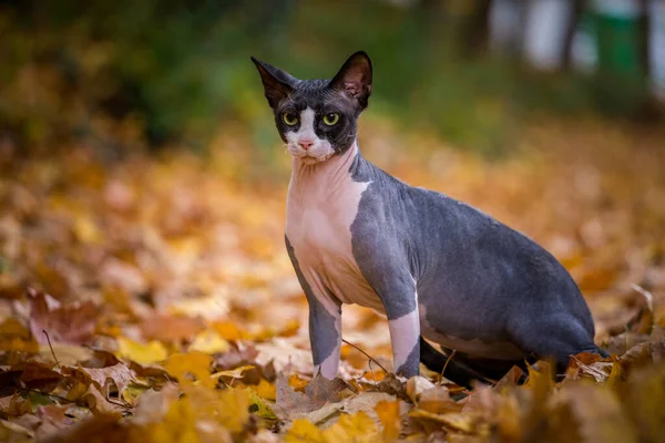 秋のスフィンクス猫は — ストック写真