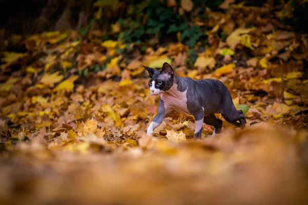 Sphynx Gato Folhas Outono — Fotografia de Stock