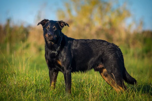 Französischer Schäferhund Gras — Stockfoto