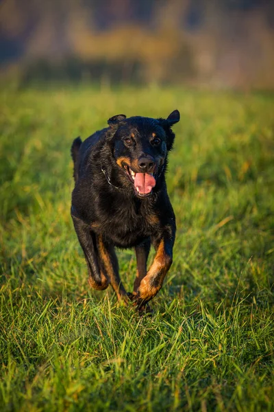 Cão Pastor Francês Ação — Fotografia de Stock