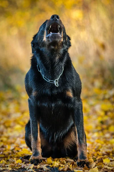 French Shepherd Dog Autumn Colours — Stock Photo, Image