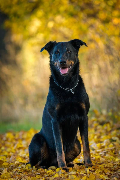 Sonbahar Renklerinde Fransız Çoban Köpeği — Stok fotoğraf