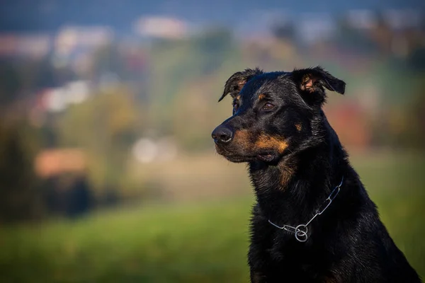 Французький Портрет Собак Пастухів Восени — стокове фото