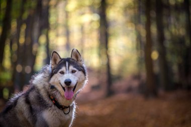  Sonbahar doğasında Sibirya Husky portresi 