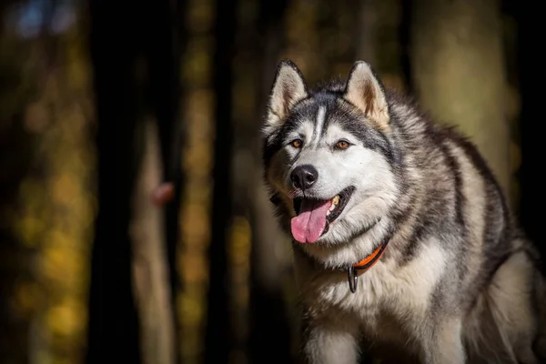 Σιβηρίας Husky Πορτρέτο Στην Φθινοπωρινή Φύση — Φωτογραφία Αρχείου