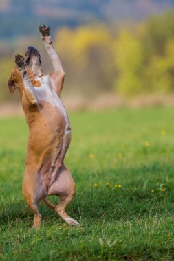 Doğadaki boğa teriyeri