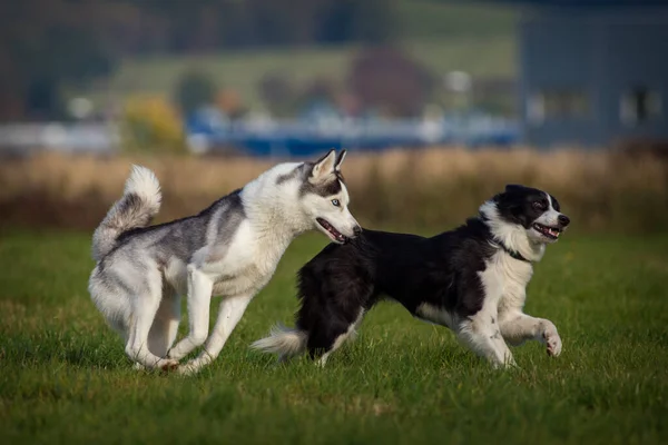 Dwa Psy Łące Ścigają Się Nawzajem — Zdjęcie stockowe