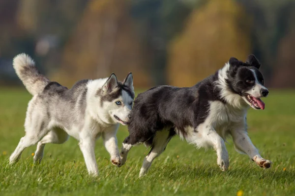 草地上有两只狗在追着对方 — 图库照片