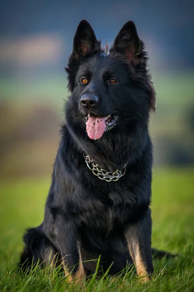 Black Shepherd Portrait Meadow — Stock Photo, Image