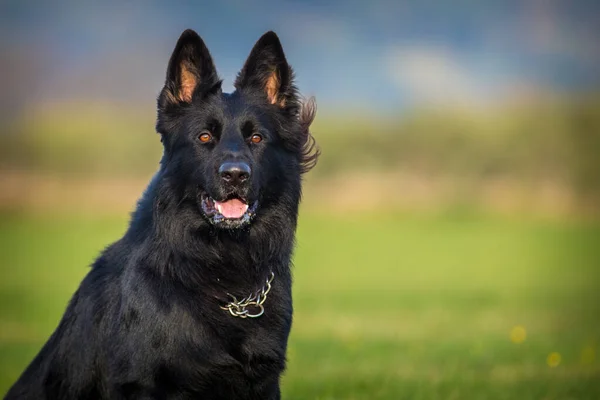 Black Shepherd Portrait Meadow — Stock Photo, Image