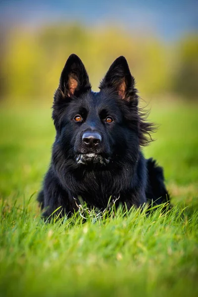 Black Shepherd Portrait Meadow — Stock Photo, Image