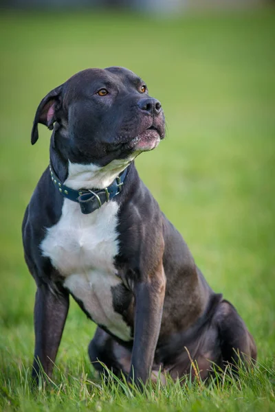 Negro Pitbull Terrier Prado — Foto de Stock