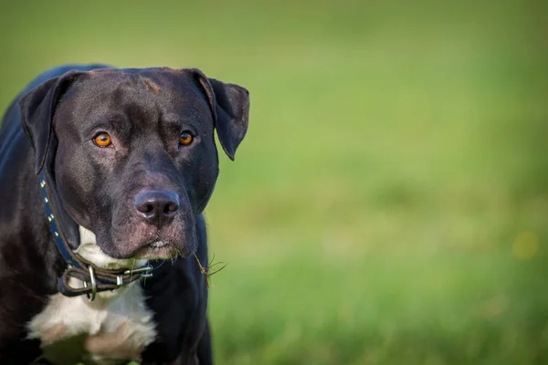 Black Pitbull Terrier Meadow — Stock Photo, Image