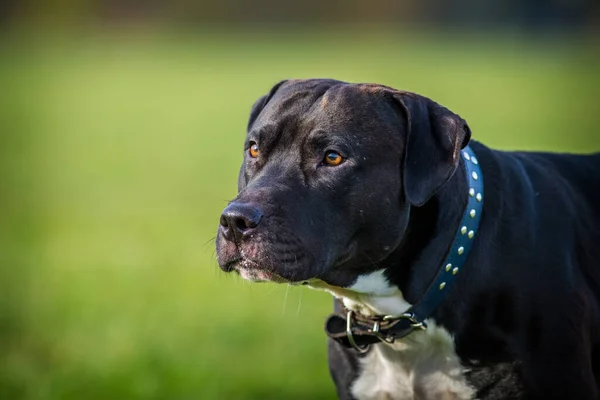 Pitbull Terrier Noir Sur Prairie — Photo