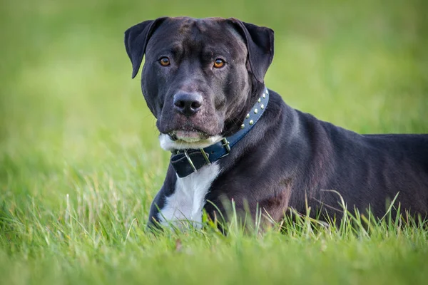 Black Pitbull Terrier Meadow — Stock Photo, Image