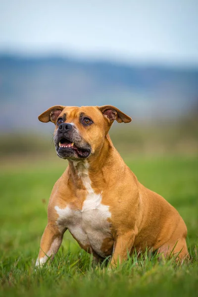 Bull Terrier Naturaleza — Foto de Stock