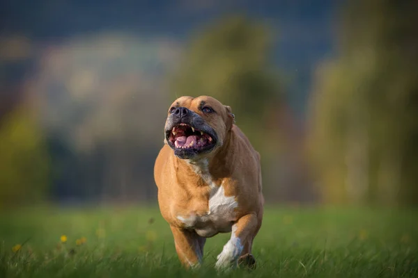 Taureau Terrier Dans Nature — Photo