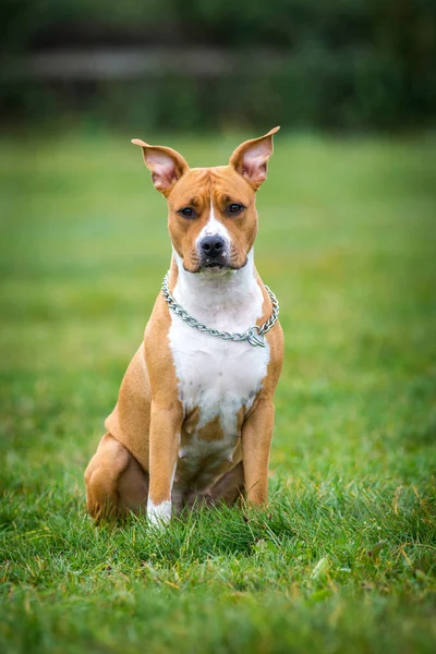 American Staffordshire Terrier Dans Prairie — Photo