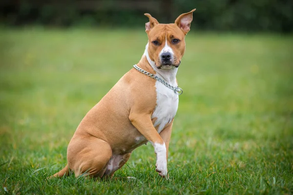 Amerikanischer Staffordshire Terrier Auf Der Wiese — Stockfoto