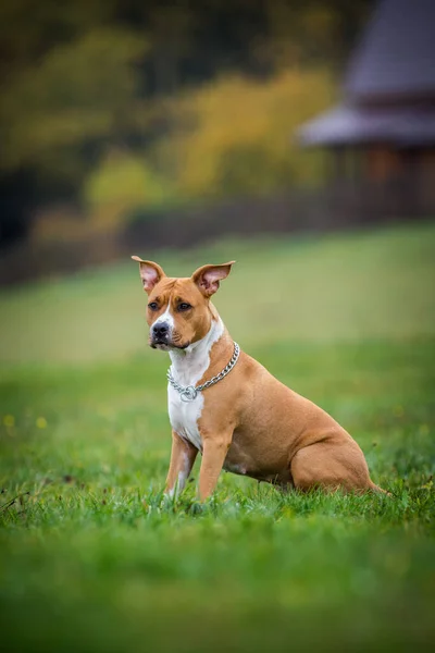 American Staffordshire Terrier Dans Prairie — Photo