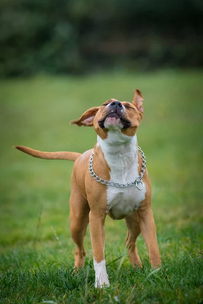 American Staffordshire Terrier Dans Prairie — Photo