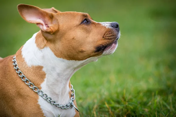 American Staffordshire Terrier Prado — Foto de Stock