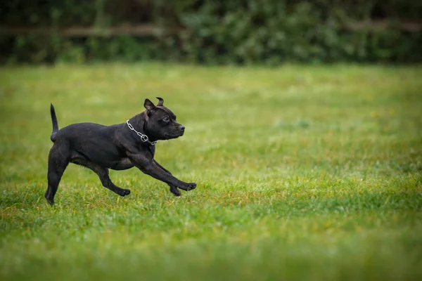 Staffbull Movimiento Césped — Foto de Stock