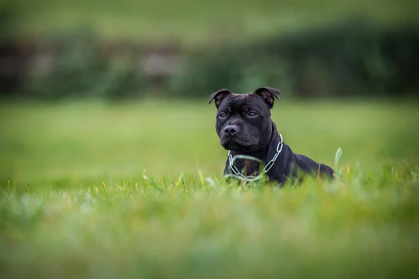 Staffbull Motion Lawn — стоковое фото