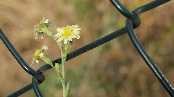 Floraler Hintergrund Zwischen Drahtgeflecht — Stockfoto