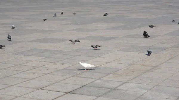 Siyah Beyaz Güvercin Yan Yana Duruyor — Stok fotoğraf