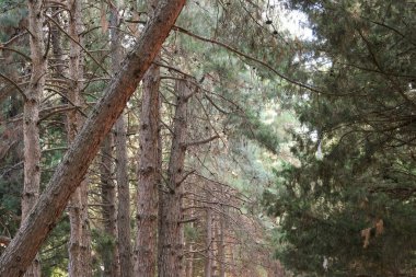 Ön manzara çam ormanı arka planı
