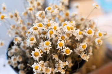 Vazoda solmuş papatya, kapat.