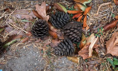 Kurumuş sonbahar yaprakları üzerinde kozalaklılar