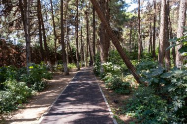 Ormanda yürüyüş yolu