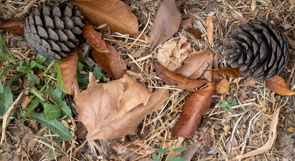 Хвойные Породы Фоне Сухих Осенних Листьев — стоковое фото