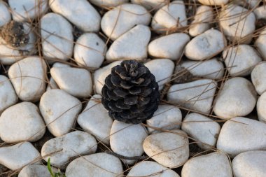 Beyaz taşların üzerinde duran çam kozalağı