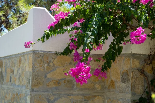 Front View Flower Background Garden — Stock Photo, Image