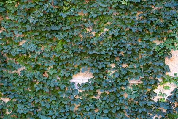 Ivy Leaves Wall Background — Stock Photo, Image