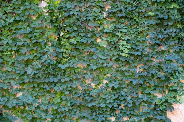 Листья Плюща Фоне Стены — стоковое фото