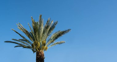 Mavi gökyüzü arkaplanının önündeki palmiye ağacı