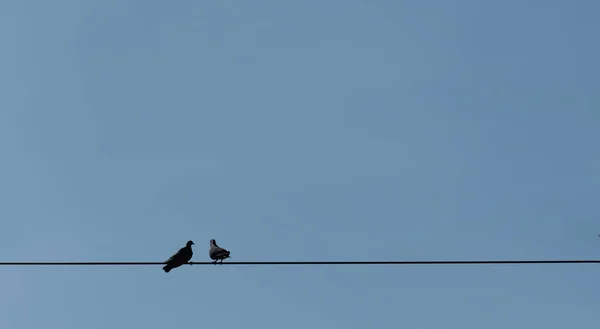 Oiseau Debout Sur Fil Vue Face — Photo