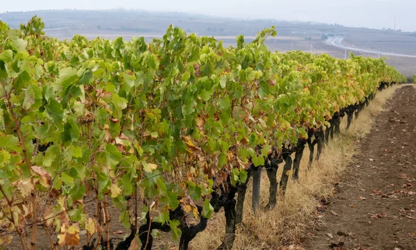 Vigneto Foglie Uva Vista Frontale — Foto Stock