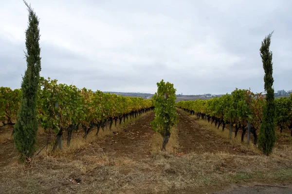 Vineyard Grape Leaves Front View — Stock Photo, Image