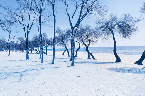 Árvores Fundo Pelo Mar Temporada Inverno — Fotografia de Stock