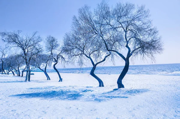 Arbres Fond Par Mer Saison Hivernale — Photo