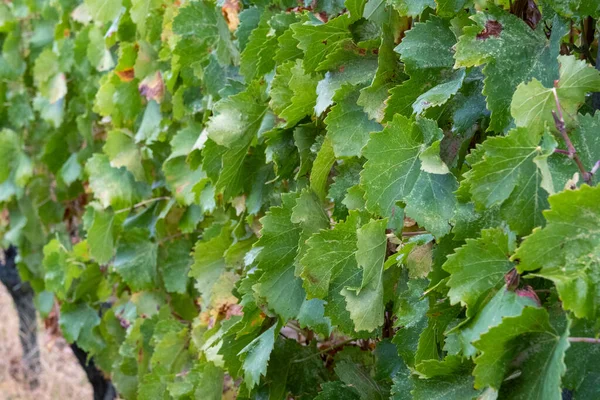 Close View Grape Leaf Vineyard — Stock Photo, Image