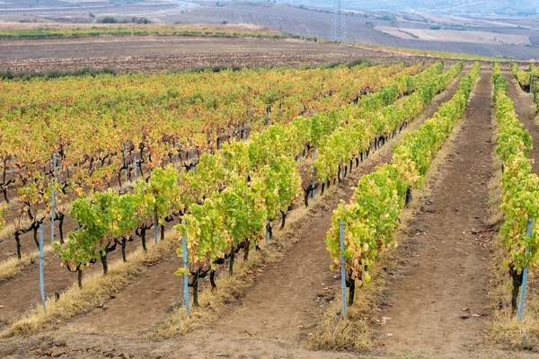 Vigneto Foglie Uva Vista Frontale — Foto Stock